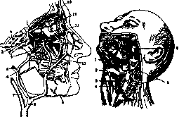 Lips: figure 1 from the 1928–1936 encyclopedia article