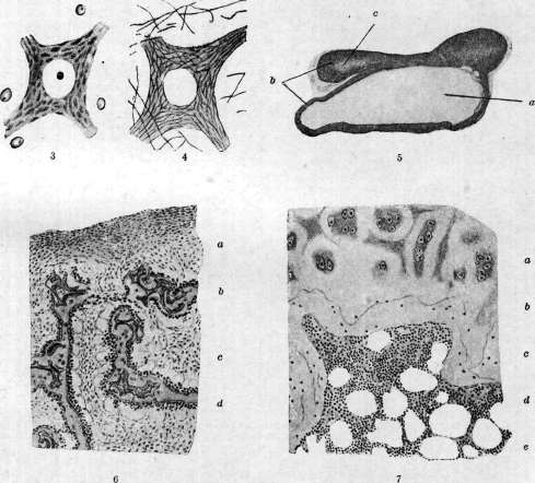 Periosteum: figure 1 from the 1928–1936 encyclopedia article