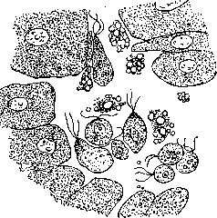 Vagina: figure 4 from the 1928–1936 encyclopedia article