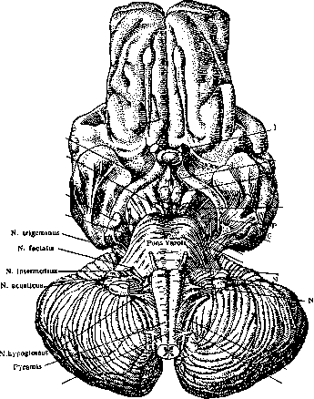 Varolius' Bridge: figure 1 from the 1928–1936 encyclopedia article