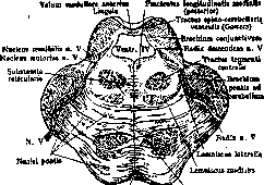 Varolius' Bridge: figure 3 from the 1928–1936 encyclopedia article