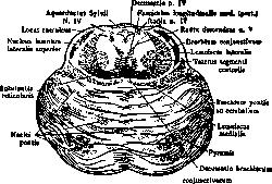 Varolius' Bridge: figure 4 from the 1928–1936 encyclopedia article