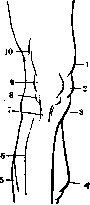 Joints: figure 27 from the 1928–1936 encyclopedia article