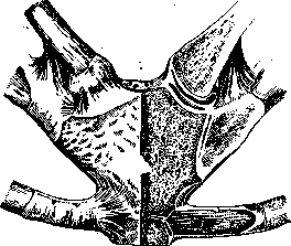 Joints: figure 25 from the 1928–1936 encyclopedia article