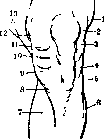 Joints: figure 29 from the 1928–1936 encyclopedia article