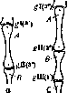 Joints: figure 4 from the 1928–1936 encyclopedia article
