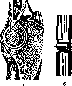 Joints: figure 18 from the 1928–1936 encyclopedia article