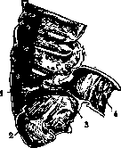 Bauhinian Valve: figure 1 from the 1928–1936 encyclopedia article
