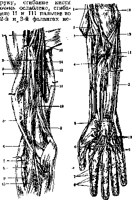 Median Nerve: figure 2 from the 1928–1936 encyclopedia article