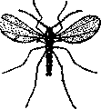 Hessian Fly: figure 1 from the 1928–1936 encyclopedia article
