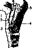 Hyoid Bone: figure 3 from the 1928–1936 encyclopedia article