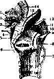 Hyoid Bone: figure 4 from the 1928–1936 encyclopedia article