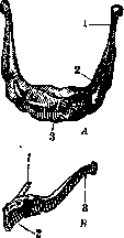 Hyoid Bone: figure 1 from the 1928–1936 encyclopedia article