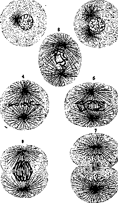 Karyokinesis: figure 2 from the 1928–1936 encyclopedia article