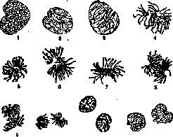 Karyokinesis: figure 1 from the 1928–1936 encyclopedia article