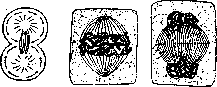 Karyokinesis: figure 5 from the 1928–1936 encyclopedia article