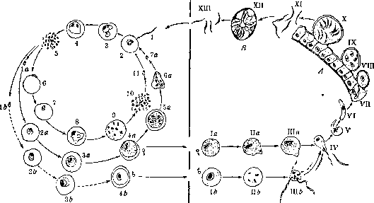 Malaria: figure 1 from the 1928–1936 encyclopedia article