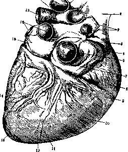 Heart: figure 9 from the 1928–1936 encyclopedia article