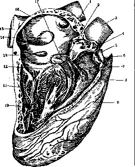 Heart: figure 10 from the 1928–1936 encyclopedia article