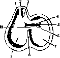 Heart: figure 6 from the 1928–1936 encyclopedia article