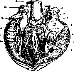Heart: figure 14 from the 1928–1936 encyclopedia article
