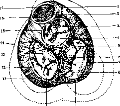 Heart: figure 12 from the 1928–1936 encyclopedia article
