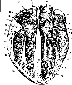 Heart: figure 11 from the 1928–1936 encyclopedia article