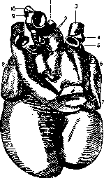 Heart: figure 4 from the 1928–1936 encyclopedia article