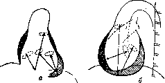 Heart: figure 26 from the 1928–1936 encyclopedia article