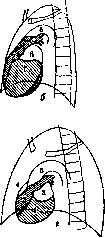 Heart: figure 24 from the 1928–1936 encyclopedia article