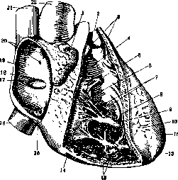 Heart: figure 13 from the 1928–1936 encyclopedia article