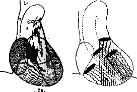 Heart: figure 25 from the 1928–1936 encyclopedia article