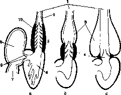 Heart: figure 1 from the 1928–1936 encyclopedia article