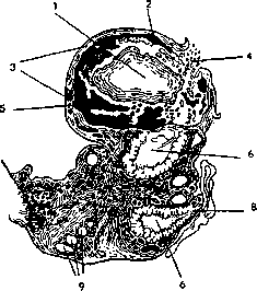 Pregnancy: figure 20 from the 1928–1936 encyclopedia article