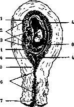 Pregnancy: figure 3 from the 1928–1936 encyclopedia article