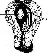 Pregnancy: figure 2 from the 1928–1936 encyclopedia article