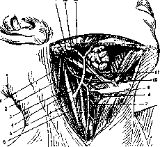 Hypoglossus Nerve: figure 2 from the 1928–1936 encyclopedia article