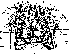 Thymus: figure 4 from the 1928–1936 encyclopedia article