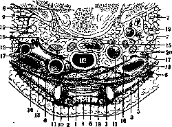 Thymus: figure 1 from the 1928–1936 encyclopedia article