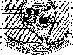 Thymus: figure 2 from the 1928–1936 encyclopedia article