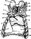 Thymus: figure 3 from the 1928–1936 encyclopedia article