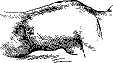 Burns: figure 6 from the 1928–1936 encyclopedia article