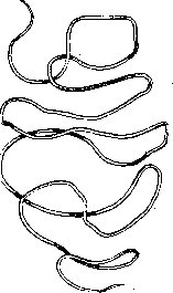 Dracunculiasis: figure 1 from the 1928–1936 encyclopedia article