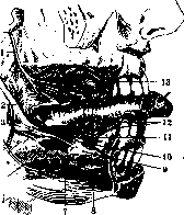 Sublingual Gland: figure 2 from the 1928–1936 encyclopedia article
