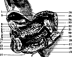 Sublingual Gland: figure 3 from the 1928–1936 encyclopedia article