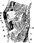 Mucous Bursa: figure 5 from the 1928–1936 encyclopedia article