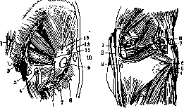 Mucous Bursa: figure 4 from the 1928–1936 encyclopedia article