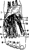 Mucous Bursa: figure 6 from the 1928–1936 encyclopedia article