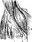 Mucous Bursa: figure 2 from the 1928–1936 encyclopedia article
