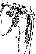 Mucous Bursa: figure 1 from the 1928–1936 encyclopedia article